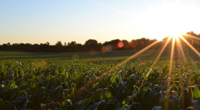 sol-calor-agricultura