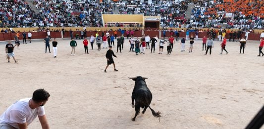 Las Ferias de 2026, punto por punto Suelta de novillos y vaquillas posterior al encierro del jueves, 12 de septiembre de 2024. (Foto: Jesús de los Reyes)