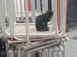 Gato en una calle de Guadalajara. (Foto: La Crónic@)