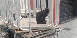 Controlar los gatos cuesta una millonada (literalmente) Gato en una calle de Guadalajara. (Foto: La Crónic@)