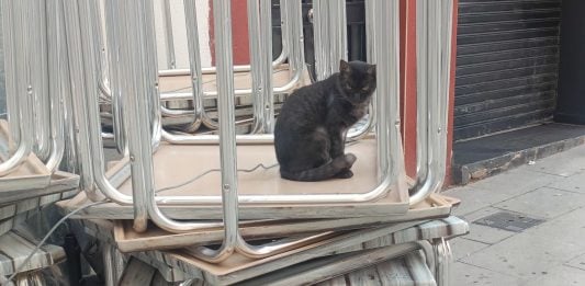 Gato en una calle de Guadalajara. (Foto: La Crónic@)