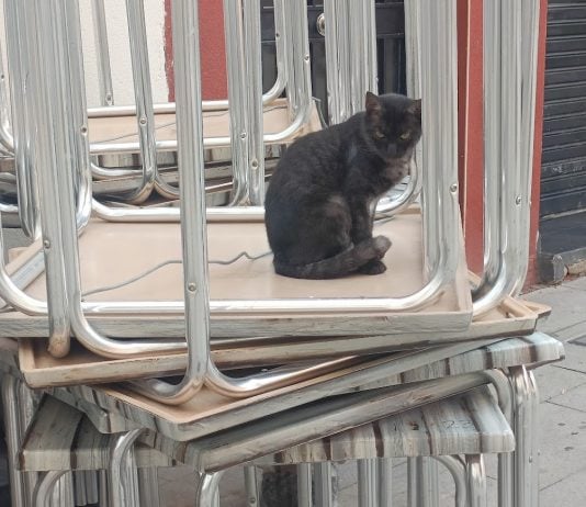 Gato en una calle de Guadalajara. (Foto: La Crónic@)