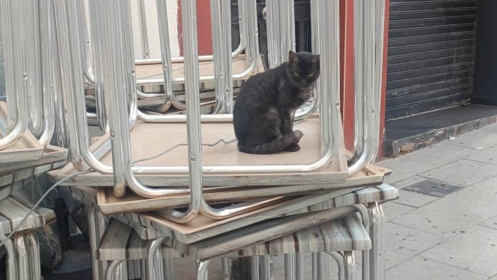 Gato en una calle de Guadalajara. (Foto: La Crónic@)