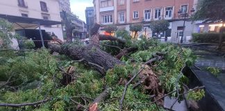 Desastre en el Jardinillo En la noche del viernes caía el gran árbol del Jardinillo, sin causar daños personales dado el momento en que ocurrió, sin la concurrencia habitual de la plaza. (Foto: La Crónic@)