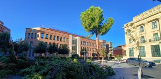 El ahora solitario pino de la plaza del Jardinillo, en Guadalajara, el 13 de octubre de 2024. (Foto: La Crónic@)