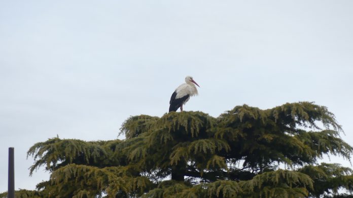 La cigüeña de la Plaza Mayor, atareada en su nido el 7 de febrero de 2025. (Foto: La Crónic@)