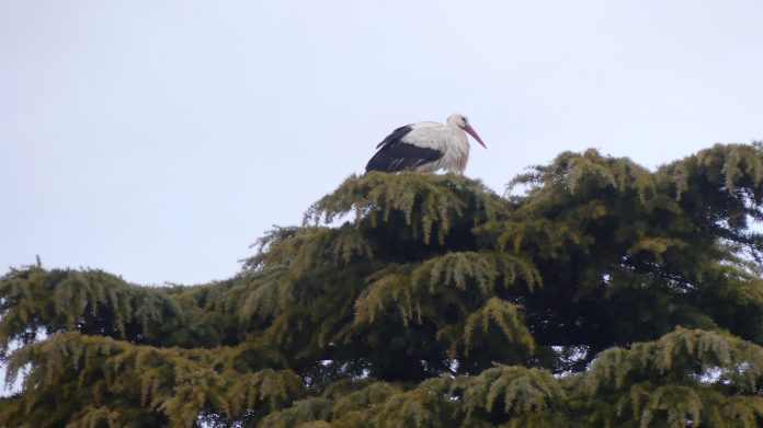 Cigüeña en la Plaza Mayor de Guadalajara en 2025. (Foto: La Crónic@)