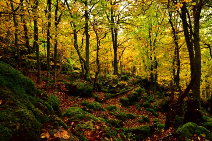 Hayedo de Valporquero.