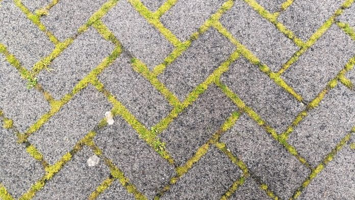 Hierba entre adoquines tras las últimas lluvias, la imagen que ha dado pie al artículo de El Paseante. (Foto: La Crónic@)