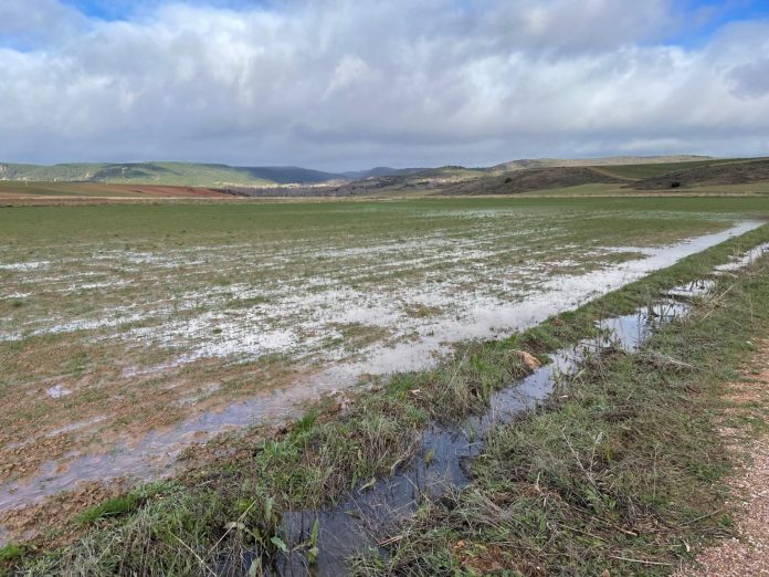 Campo anegado por las últimas lluvias en la provincia de Guadalajara.