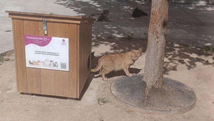 Caseta para gatos en Guadalajara. (Foto: La Crónic@)