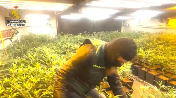 10 detenidos e incautadas casi 10.000 plantas de marihuana en cultivos indoor de Madrid, Segovia y Guadalajara REMITIDA / HANDOUT por GUARDIA CIVIL Fotografía remitida a medios de comunicación exclusivamente para ilustrar la noticia a la que hace referencia la imagen, y citando la procedencia de la imagen en la firma 18/3/2025