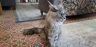 Un gato muy particular en Béziers, ciudad de Francia. (Foto: La Crónic@)