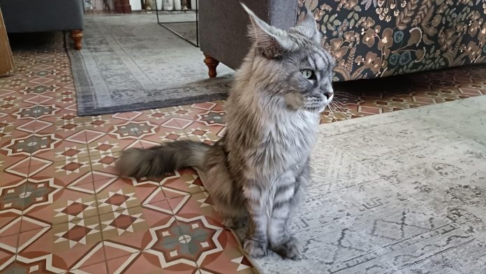 Un gato muy particular en Béziers, ciudad de Francia. (Foto: La Crónic@)