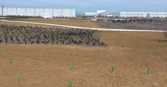 Una pequeña parte de los 8.000 árboles plantados en la Ciudad del Transporte.