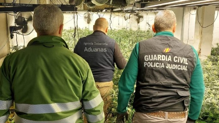 Mucho trabajo de seguimiento y un solo detenido en el desmantelamiento de esta plantación de marihuana en Uceda, en marzo de 2025.