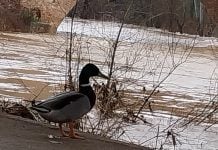Un pato asiste, con aparente indiferencia, a la crecida del río Henares a la altura de Guadalajara este martes, 11 de marzo de 2025. (Foto: La Crónic@)