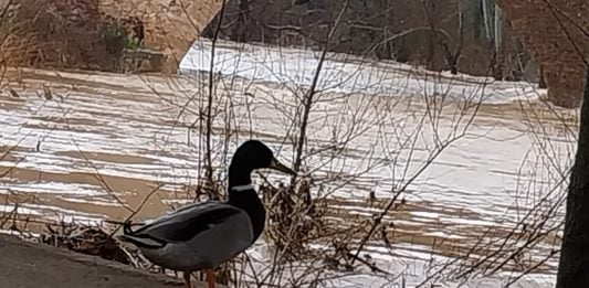 Un pato asiste, con aparente indiferencia, a la crecida del río Henares a la altura de Guadalajara este martes, 11 de marzo de 2025. (Foto: La Crónic@)