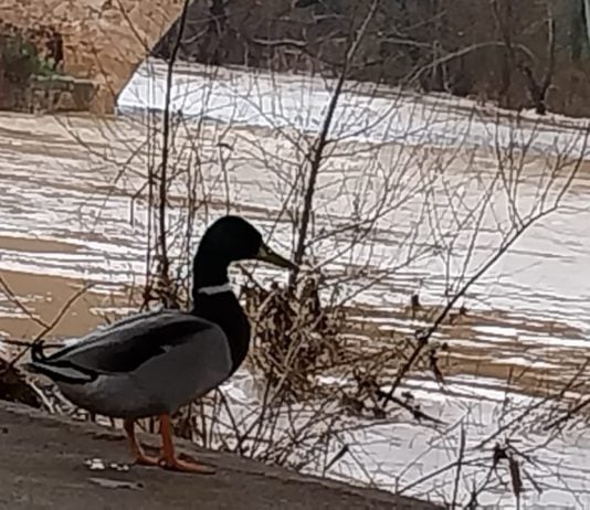 Un pato asiste, con aparente indiferencia, a la crecida del río Henares a la altura de Guadalajara este martes, 11 de marzo de 2025. (Foto: La Crónic@)