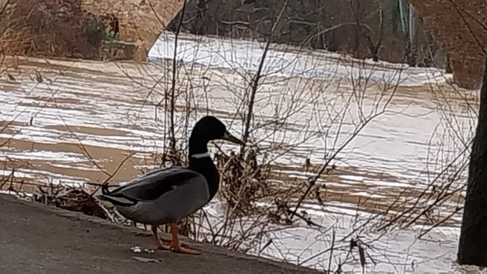 Un pato asiste, con aparente indiferencia, a la crecida del río Henares a la altura de Guadalajara este martes, 11 de marzo de 2025. (Foto: La Crónic@)