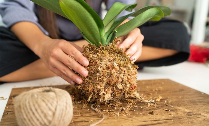 Preparando una kokedama.