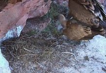 La cámara de uno de los nidos de buitre leonado captaron esta imagen de una cópula durante el invierno (Foto: DIRECTO NATURA)