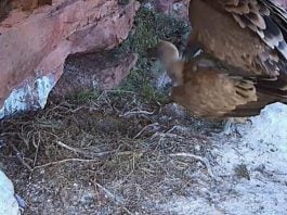 La cámara de uno de los nidos de buitre leonado captaron esta imagen de una cópula durante el invierno (Foto: DIRECTO NATURA)
