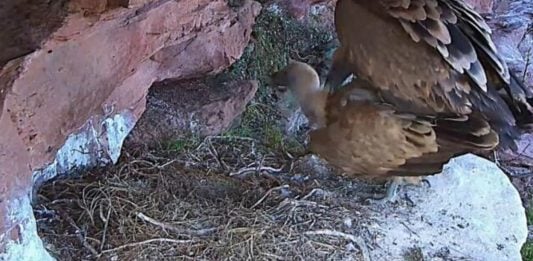 La cámara de uno de los nidos de buitre leonado captaron esta imagen de una cópula durante el invierno (Foto: DIRECTO NATURA)