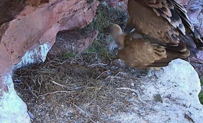 La cámara de uno de los nidos de buitre leonado captaron esta imagen de una cópula durante el invierno (Foto: DIRECTO NATURA)