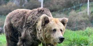 La osa "Paca".