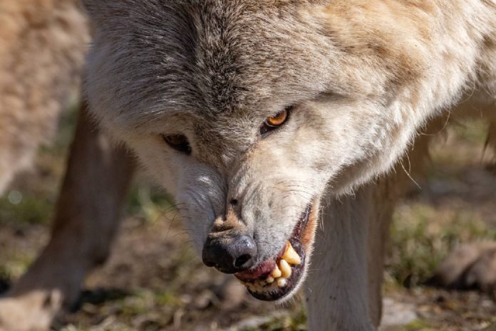 Uno de los lobos de Bad Mergentheim, en Alemania.