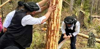Los gancheros de hoy preparan en abril los troncos que usarán en agosto.