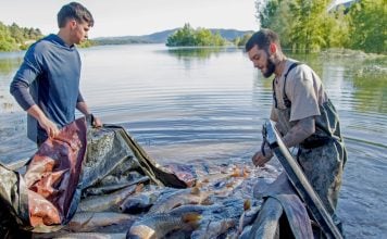 Dicen que han aprendido a cerrar el canal entre Buendía y Entrepeñas sin matar miles de peces La matanza de carpas movilizó a muchas personas en 2025.