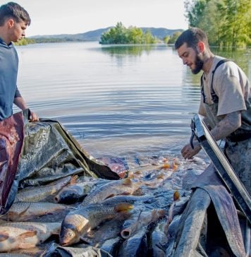 La matanza de carpas movilizó a muchas personas en 2025.