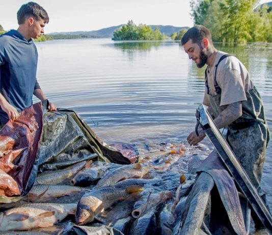 La matanza de carpas movilizó a muchas personas en 2025.