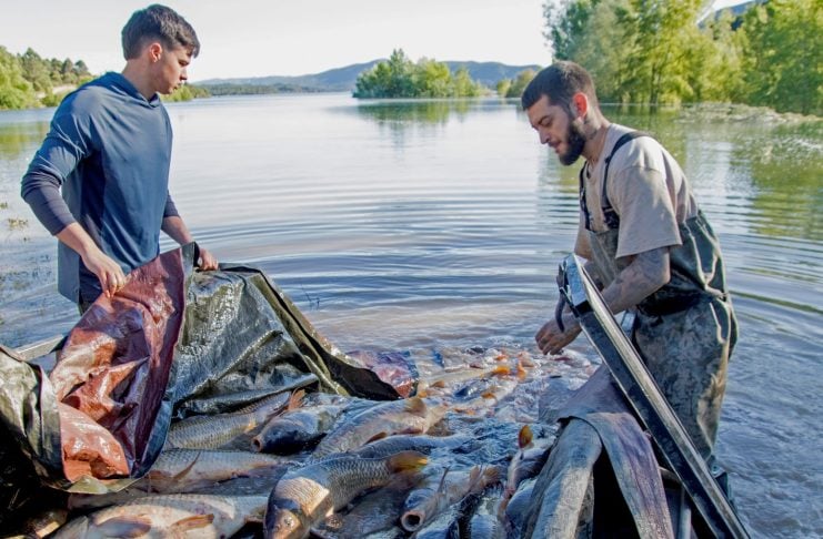 Dicen que han aprendido a cerrar el canal entre Buendía y Entrepeñas sin matar miles de peces La matanza de carpas movilizó a muchas personas en 2025.
