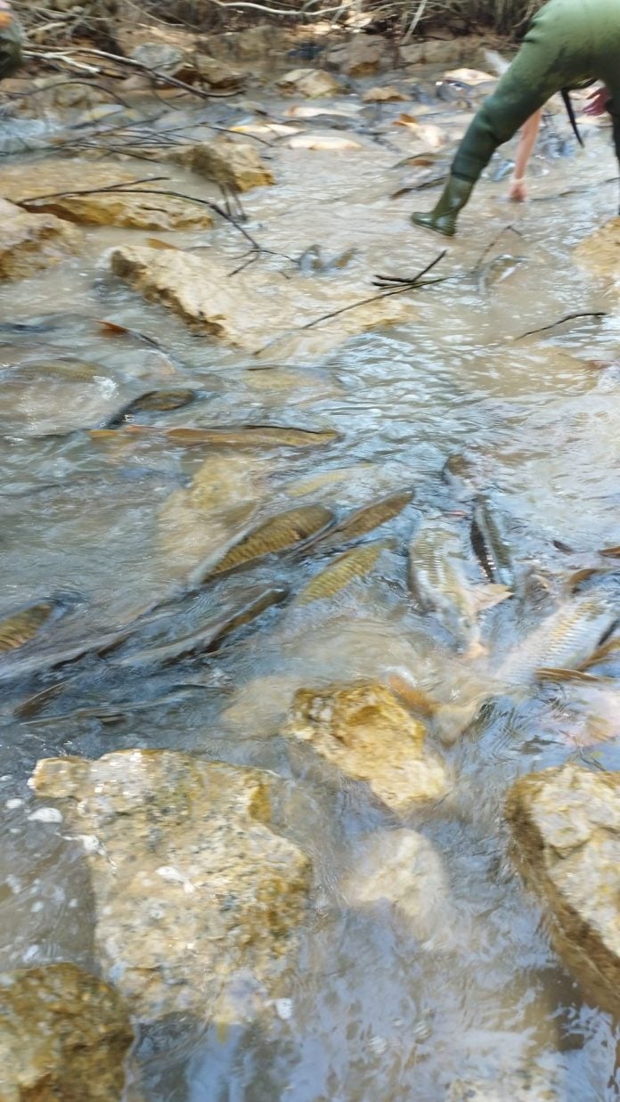 Carpas atrapadas entre Buendía y Entrepeñas.