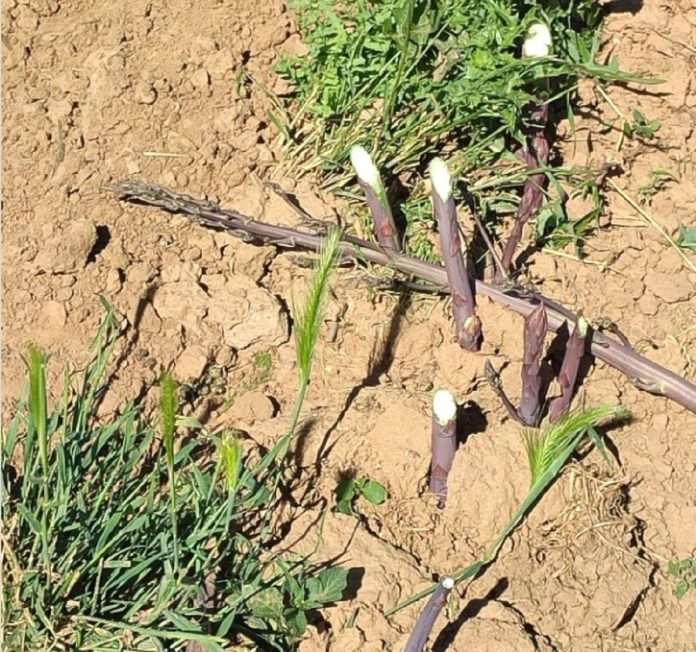 Esta finca de espárragos de Guadalajara ha quedado arrasada por los ladrones.