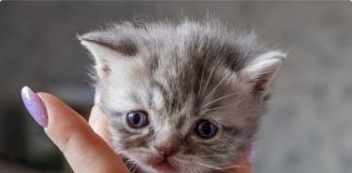 Gato recién nacido.