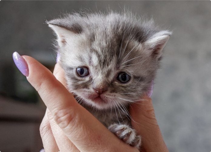 Gato recién nacido.