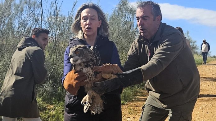 Guarinos, en el momento de liberar en Usanos un búho que se ha recuperado en el Zoo de Guadalajara de sus heridas. (Foto: EP)