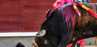 Dramáticos los momentos vividos por Juan de Castilla el 27 de mayo de 2025 en Las Ventas. (Foto: Plazauno)