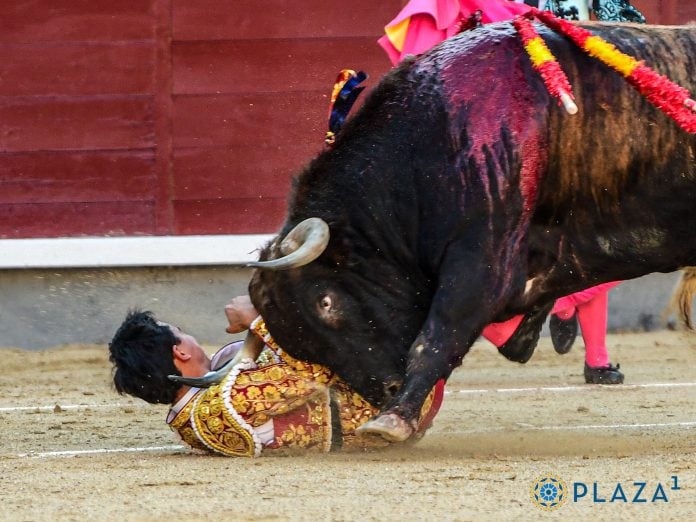 Dramáticos los momentos vividos por Juan de Castilla el 27 de mayo de 2025 en Las Ventas. (Foto: Plazauno)