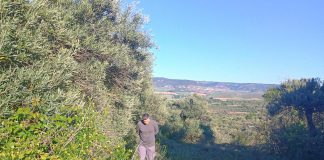 Las décadas de abandono se dejan notar en los olivos que rodean Horche.