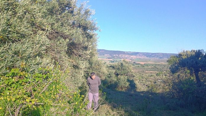 Las décadas de abandono se dejan notar en los olivos que rodean Horche.