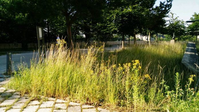 Por extraño que parezca, en otros países europeos se deja que la maleza crezca libremente y de forma intencionada por ecologismo. La imagen es de los aledaños del Museo de Arte Moderno de Luxemburgo. (Foto: La Crónic@)