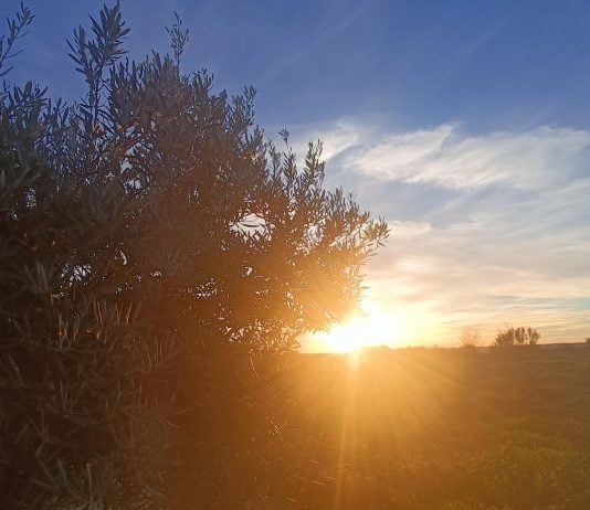 Vamos a alcanzar los 40 ºC en Guadalajara Alrededores de Guadalajara bajo el calor. (Foto: La Crónic@)
