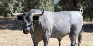 "Conductor", de José Escolar, el toro del encierro por el campo el 16 de agosto de 2025 en Fontanar.
