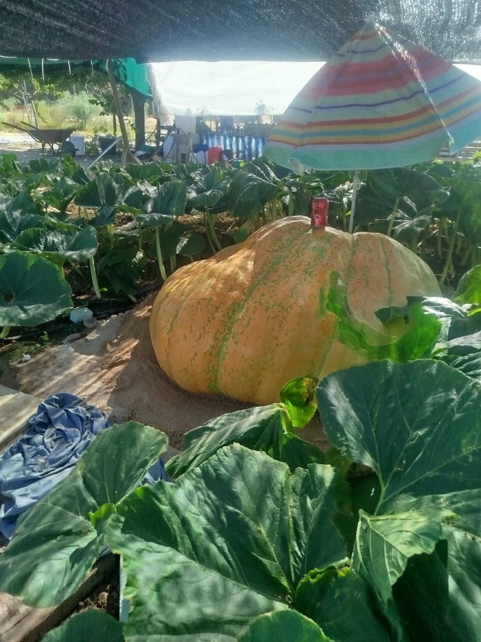 calabaza gigante en Marchamalo