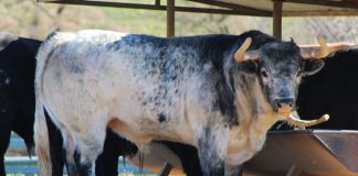 Uno de los novillos seleccionados para la cita francesa de Polo Sáiz, en imagen de la pasada primavera.